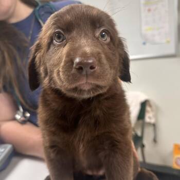 Nala -  Australian Shepherd and Labrador Retriever Dog for Adoption in Pekin, Illinois - Nala | PetCurious