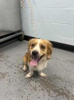 Terrier and English Springer Spaniel Dogs Available for Adoption in Sacramento, California - Petey  | PetCurious