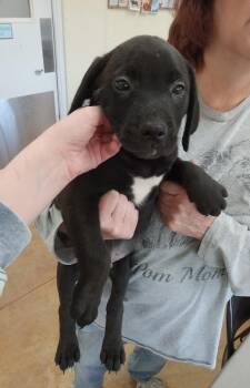 Pit Bull Terrier and Labrador Retriever Dogs Available for Adoption - Santos | PetCurious