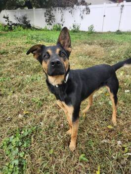 Rescue Mixed Breed Dogs for Adoption in Milton, Delaware - Chris Stapleton | PetCurious