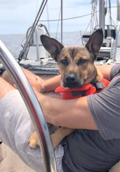 KIBO -  Australian Cattle Dog Blue Heeler and Belgian Shepherd Malinois Dog for Adoption in Los Angeles, California - KIBO | PetCurious