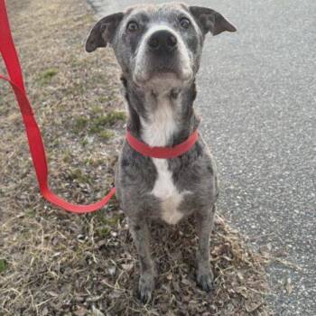 Catahoula Leopard Dog Dogs Available for Adoption - Polly | PetCurious