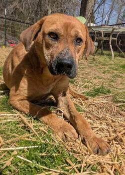 Rescue Hound Dogs for Adoption in Dover, Arkansas - Abby | PetCurious