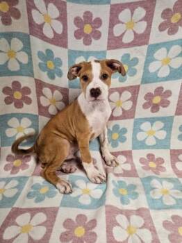 Mixed Breed Dogs Available for Adoption in West Chester, Pennsylvania - Buford | PetCurious
