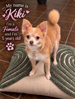 Kiki -  Pomeranian and Chihuahua Dog for Adoption in Cedarburg, Wisconsin - Kiki | PetCurious