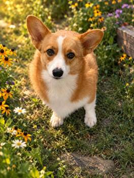 Maggie -  Corgi Dog for Adoption in Clinton, Wisconsin - Maggie | PetCurious