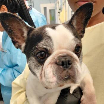 French Bulldog Dogs Available for Adoption in Loxahatchee Groves, Florida - Kash 8517 | PetCurious