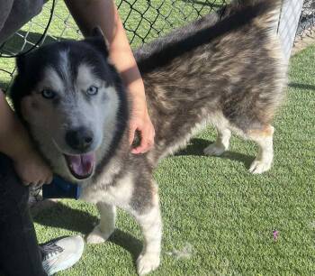 Rescue Siberian Husky Dogs for Adoption in Richmond, Kentucky - Rex | PetCurious