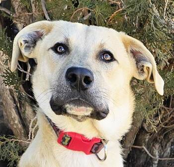 Rescue Yellow Labrador Retriever Dogs for Adoption in North Valley, New Mexico - Notoriously Niko ~ Easy Boy ! | PetCurious