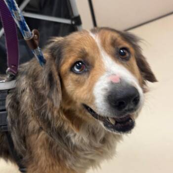 German Shepherd Dog Dogs Available for Adoption in Goleta, California - Hannah | PetCurious