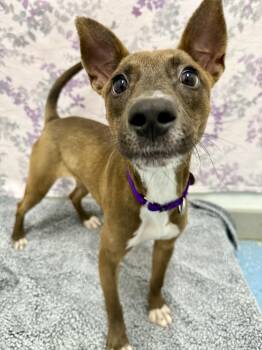 Rescue Mixed Breed Dogs for Adoption in Springfield, Vermont - Buffy (VT Only) | PetCurious