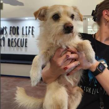 Terrier Dogs Available for Adoption in Los Angeles, California - Dennis A2269719 | PetCurious