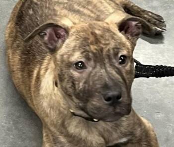 Labrador Retriever and Boxer Dogs Available for Adoption in Andover, Massachusetts - Willamina Saxen Incredible | PetCurious