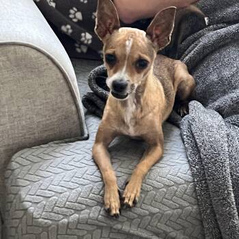 Finn -  Chihuahua Dog for Adoption in Phoenix, Arizona - Finn | PetCurious