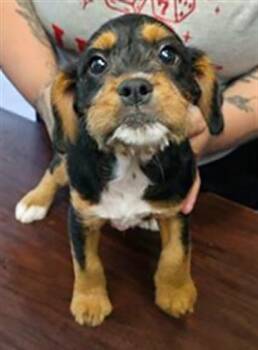 Mixed Breed Dogs Available for Adoption in Nashville, Tennessee - Arial | PetCurious