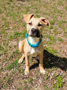 Husky and Pit Bull Terrier Dogs Available for Adoption in Shawnee, Oklahoma - Bernie | PetCurious