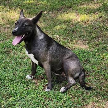 Buttercup -  Dutch Shepherd and Mixed Breed Dog for Adoption in Hackett, Arkansas - Buttercup | PetCurious