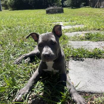 Benji -  Mixed Breed Dog for Adoption in Tampa, Florida - Benji | PetCurious