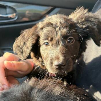 Juniper C-34377 -  Poodle and Labrador Retriever Dog for Adoption in Oklahoma City, Oklahoma - Juniper C-34377 | PetCurious