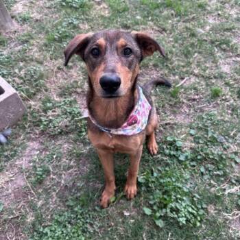 Shepherd Dogs Available for Adoption - Betty Dee | PetCurious