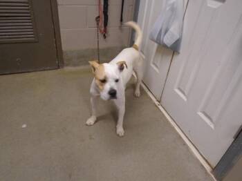 Pit Bull Terrier Dogs Available for Adoption - Chester | PetCurious