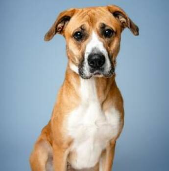 Abigail -  Mixed Breed Dog for Adoption in Cincinnati, Ohio - Abigail | PetCurious