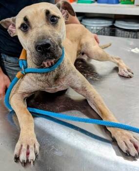 Olive -  Pit Bull Terrier and Mixed Breed Dog for Adoption in Blue Ridge, Georgia - Olive | PetCurious