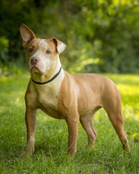 ANDROMEDA (0082) -  American Bully Dog for Adoption in Bridgeport, Connecticut - ANDROMEDA (0082) | PetCurious