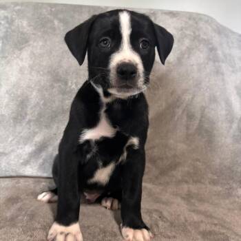 Cappuccino -  Pit Bull Terrier and Great Pyrenees Dog for Adoption in West Jordan, Utah - Cappuccino | PetCurious