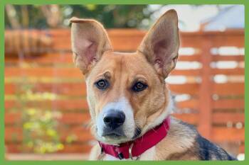 Bowie -  German Shepherd Dog and Siberian Husky Dog for Adoption in Amherst, Massachusetts - Bowie | PetCurious