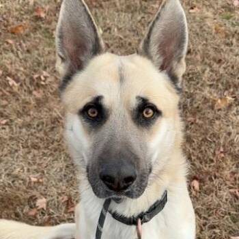 Milkjug -  German Shepherd Dog and Mixed Breed Dog for Adoption in Aldie, Virginia - Milkjug | PetCurious