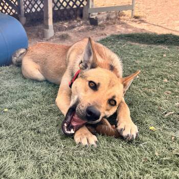 Delta -  German Shepherd Dog Dog for Adoption in Estes Park, Colorado - Delta | PetCurious