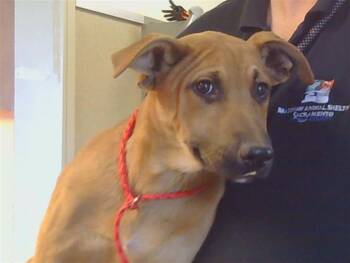 Rescue German Shepherd Dog and Mixed Breed Dogs for Adoption in Sacramento, California - CRICKET | PetCurious