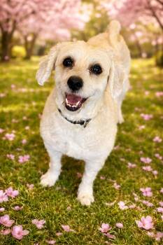 Cockapoo and Miniature Poodle Dogs Available for Adoption in Phoenix, Arizona - Bandit  | PetCurious