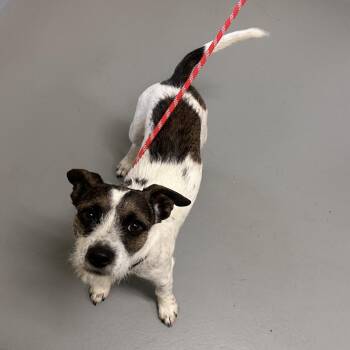 Mixed Breed Dogs Available for Adoption in Asheville, North Carolina - Turbo | PetCurious