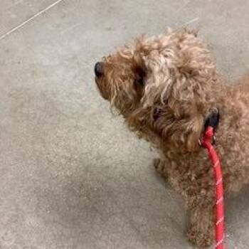YORK-Stray-16758 -  Mixed Breed and Poodle Dog for Adoption in York, Pennsylvania - YORK-Stray-16758 | PetCurious