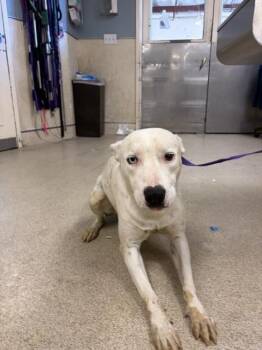 A1934044 -  Pit Bull Terrier and Mixed Breed Dog for Adoption in Riverside, California - A1934044 | PetCurious