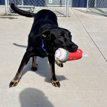 Johnny Knoxville -  Shepherd and Mixed Breed Dog for Adoption in Matteson, Illinois - Johnny Knoxville | PetCurious