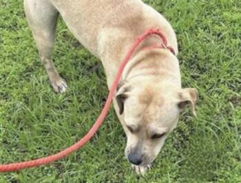 Pit Bull Terrier and Mixed Breed Dogs Available for Adoption in Houston, Texas - A654748 | PetCurious