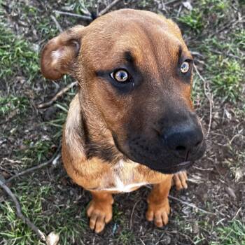 Pit Bull Terrier and German Shepherd Dog Dogs Available for Adoption - Bear | PetCurious