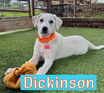 Labrador Retriever Dogs Available for Adoption in Southlake, Texas - Dickenson | PetCurious