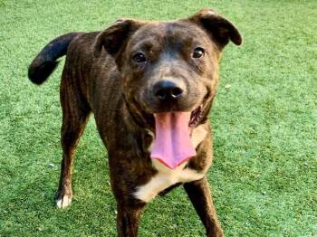 SAVE ME PLEASE Alene - IDA554473 -  Pit Bull Terrier Dog for Adoption in San Marcos, California - SAVE ME PLEASE Alene - IDA554473 | PetCurious