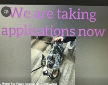Pit Bull Terrier Dogs Available for Adoption in Lonsdale, Arkansas - Harper Lee | PetCurious
