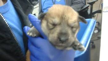 Rescue Mixed Breed Dogs for Adoption in Dallas, Texas - DEDE | PetCurious