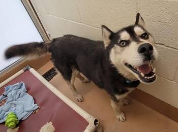 Siberian Husky Dogs Available for Adoption in Kennewick, Washington - Honey | PetCurious
