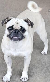 Rescue Puggle Dogs for Adoption in Moreno Valley, California - Baby | PetCurious