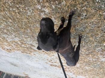 Artimis -  Cane Corso Dog for Adoption in Elizabethtown, North Carolina - Artimis | PetCurious
