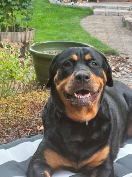 Rescue Rottweiler and Mixed Breed Dogs for Adoption in Bellevue, Washington - Molly | PetCurious