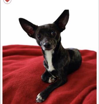 Chihuahua Dogs Available for Adoption - Chico | PetCurious