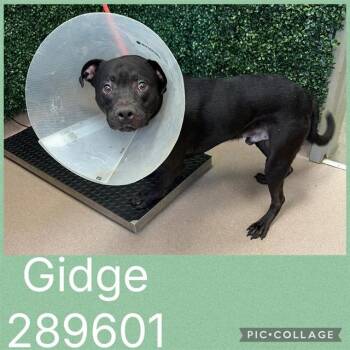 GIDGE -  Mixed Breed Dog for Adoption in Macon, Georgia - GIDGE | PetCurious